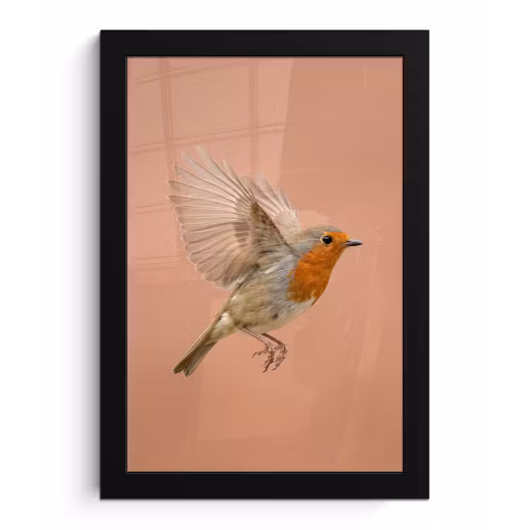 Roodborst - Natuur - Roze fotolijst zwart zonder passe partout klein -3d