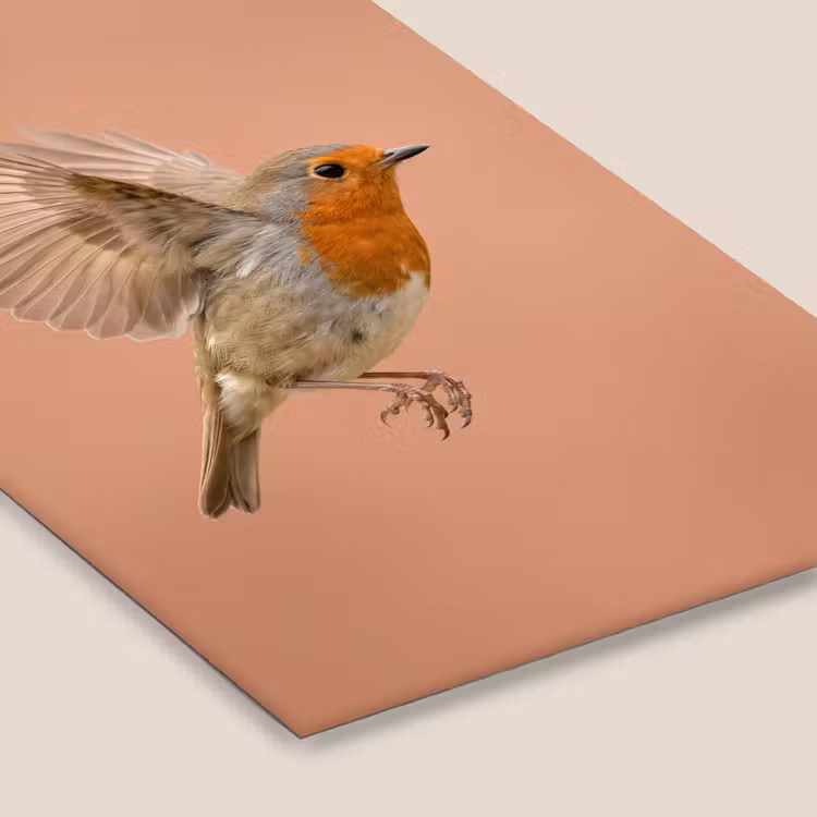 Roodborst - Natuur - Roze fotolijst zwart zonder passe partout klein -zsfeer6