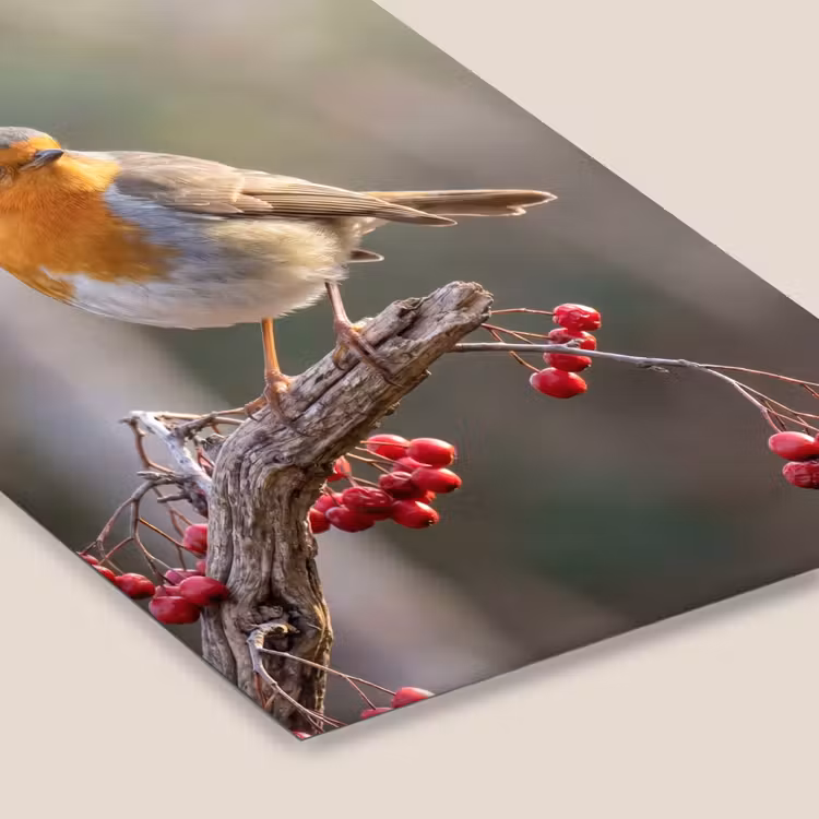 Roodborst - Tak - Bessen - Natuur fotolijst zwart zonder passe partout klein -zsfeer6