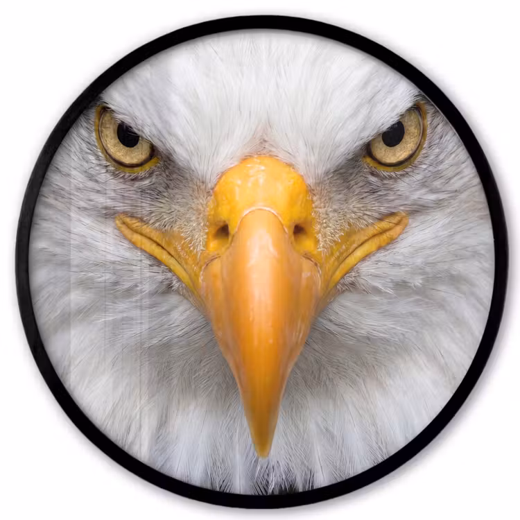 Amerikaans - Zeearend - Portret - Geel Fotolijst rond zonder passe partout klein -3d