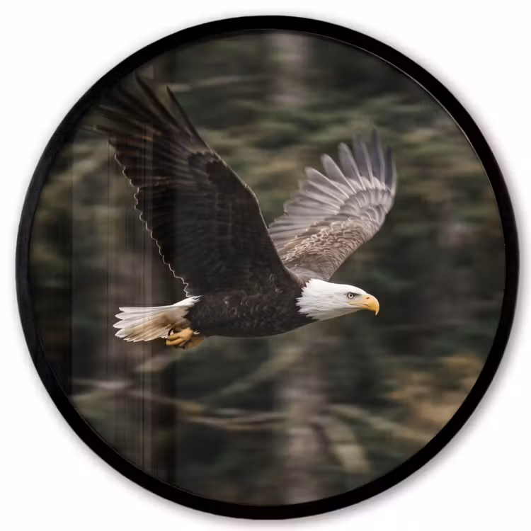 Zeearend - Vliegen - Bos - Natuur Fotolijst rond zonder passe partout klein -3d