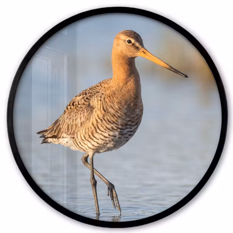 Vogel - Steltloper - Water - Natuur Fotolijst rond zonder passe partout klein -3d