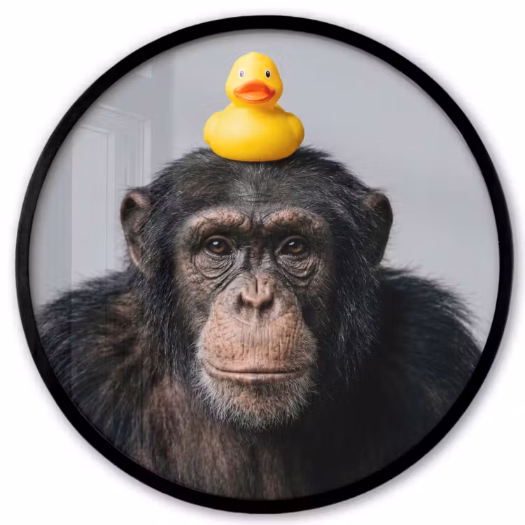 Chimpansee - Badeend - Grijs Fotolijst rond zonder passe partout klein -3d