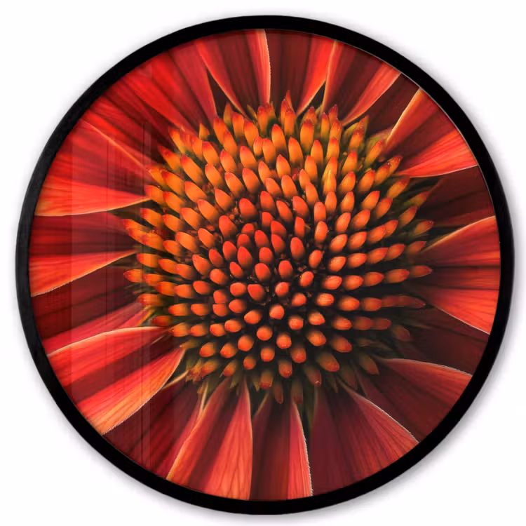 Close up - Bloem- Rood Fotolijst rond zonder passe partout klein -3d