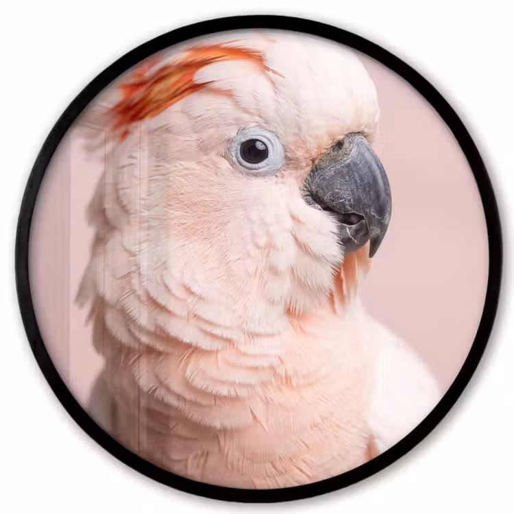 Kaketoe - Portret - Roze Fotolijst rond zonder passe partout klein -3d