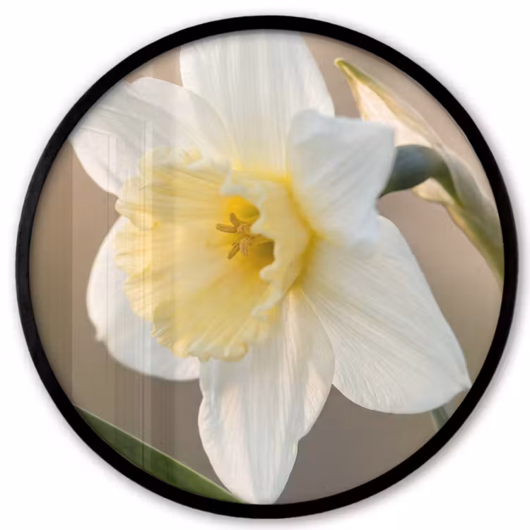 Narcis - Bloem - Minimalistisch Fotolijst rond zonder passe partout klein -3d