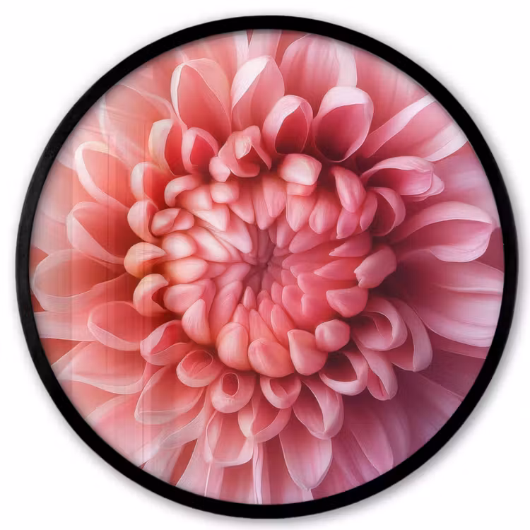 Dahlia - Bloem - Close up - Roze Fotolijst rond zonder passe partout klein -3d