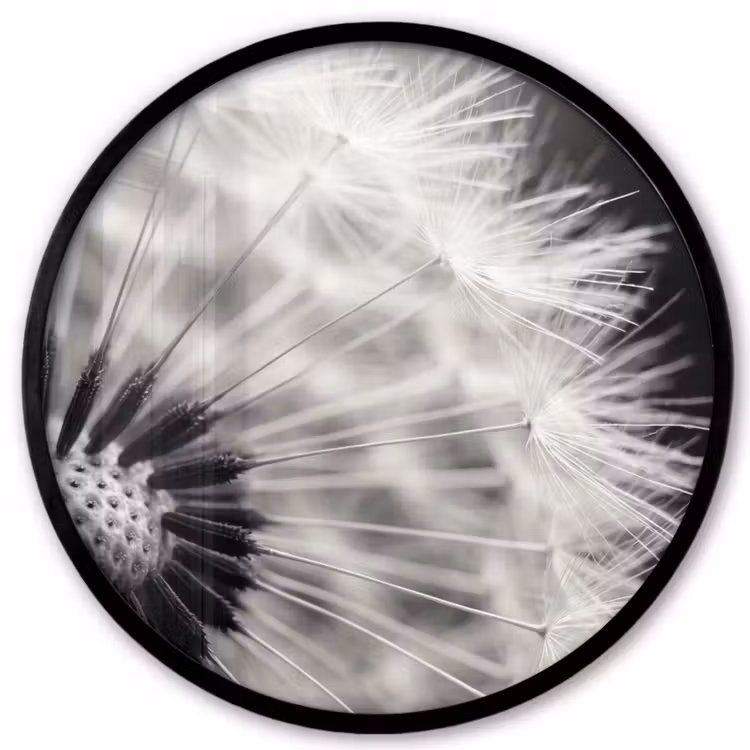 Paardenbloem - Zwart - Wit Fotolijst rond zonder passe partout klein -3d