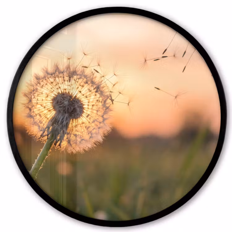 Paardenbloem - Zonsondergang - Veld Fotolijst rond zonder passe partout klein -3d