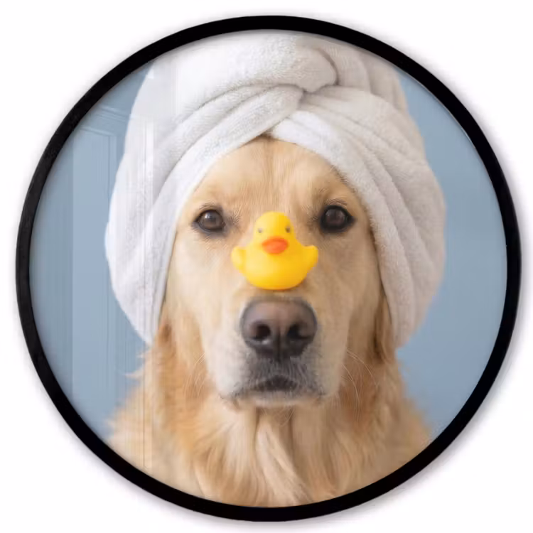 Hond - Badeend - Geel Fotolijst rond zonder passe partout klein -3d
