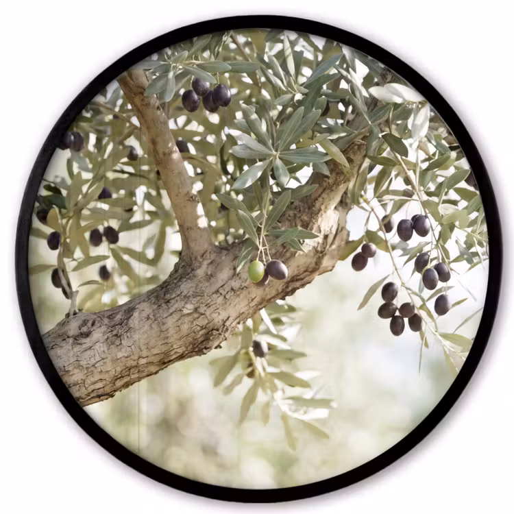 Photo Frame Round - Olive tree - branch - green - Olijfboom - tak - groen Fotolijst rond zonder passe partout klein