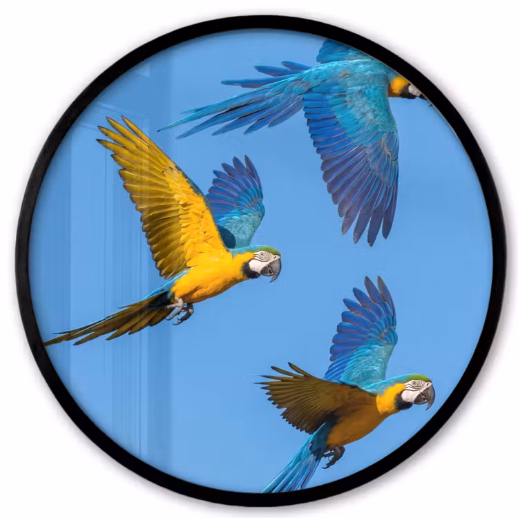 Papagaai - Vliegen - Blauw - Geel Fotolijst rond zonder passe partout klein -3d