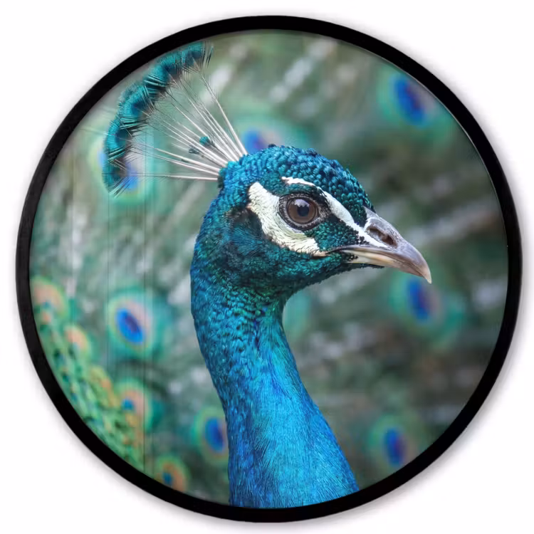 Pauw - Veren - Blauw Fotolijst rond zonder passe partout klein -3d