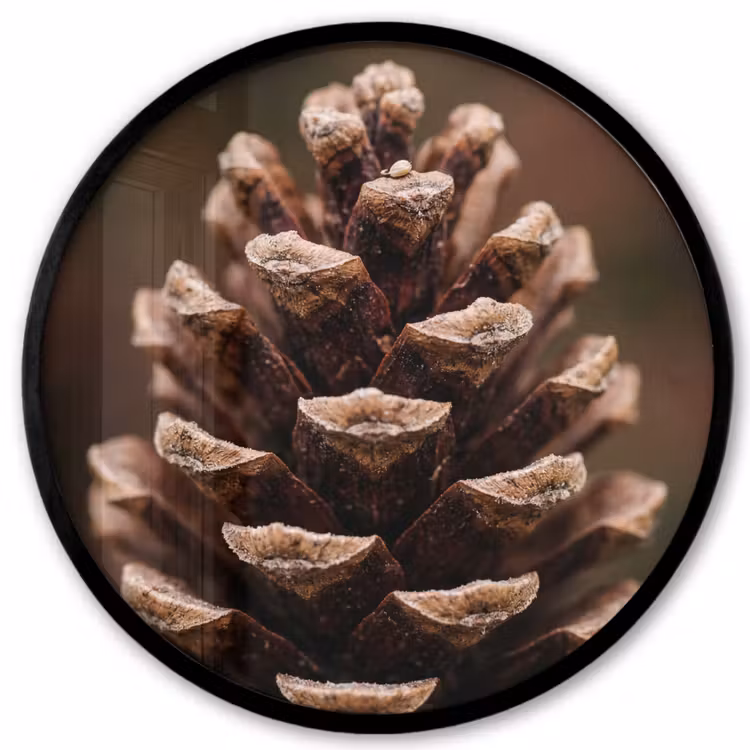 Dennenappel - Bos - Herfst - Bruin - Sfeervol Fotolijst rond zonder passe partout klein -3d