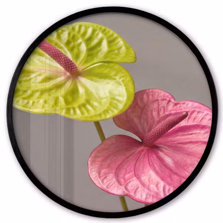 Planten - Anthurium - Groen - Roze Fotolijst rond zonder passe partout klein -3d