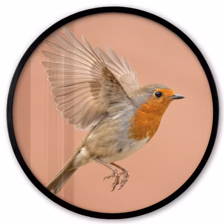 Roodborst - Natuur - Roze Fotolijst rond zonder passe partout klein -3d