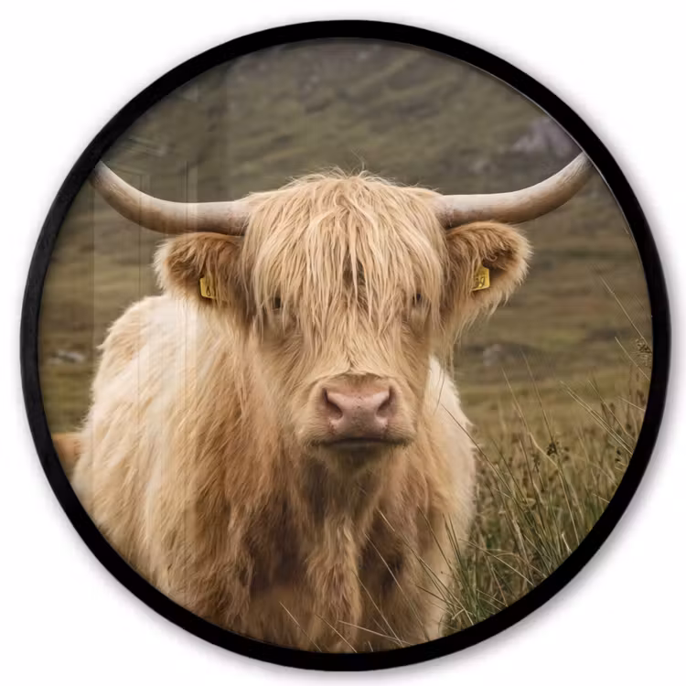 Schotse hooglander - Bergen - Grasveld Fotolijst rond zonder passe partout klein -3d