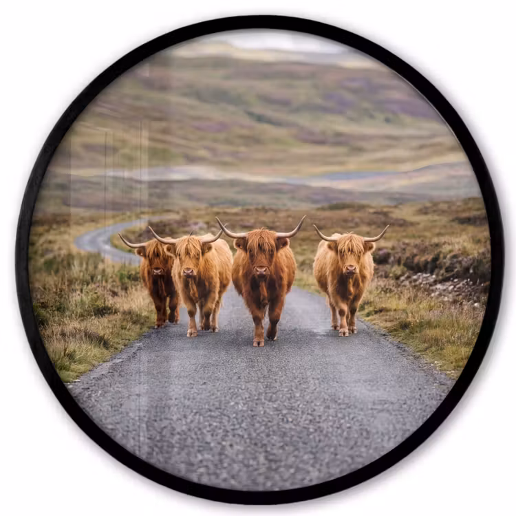 Schotse Hooglanders - Weg - Landschap - Kudde Fotolijst rond zonder passe partout klein -3d