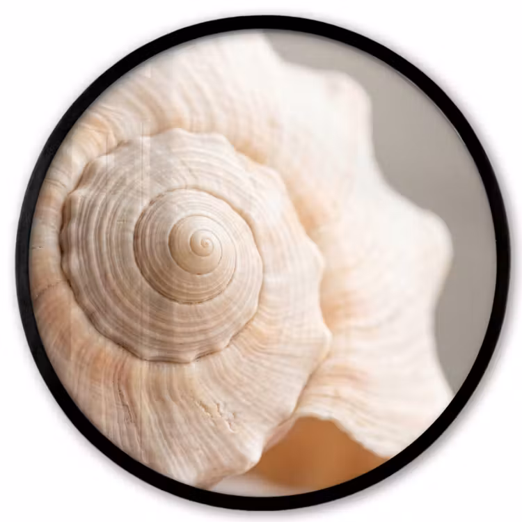 Schelp - Detail - Beige Fotolijst rond zonder passe partout klein -3d
