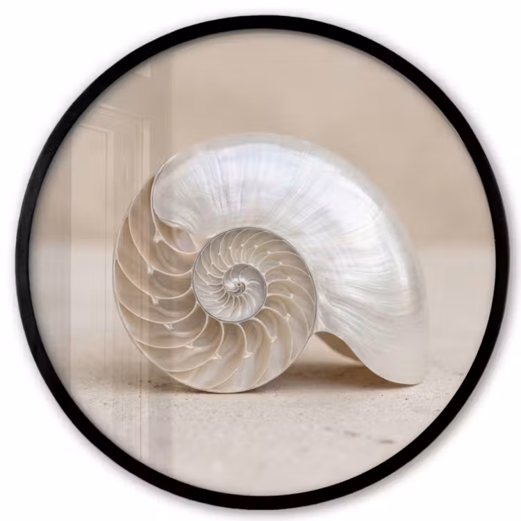Schelp - Spiraal - Beige Fotolijst rond zonder passe partout klein -3d