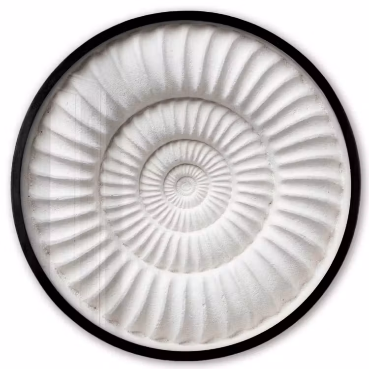 Schelp - Spiraal - Wit Fotolijst rond zonder passe partout klein -3d