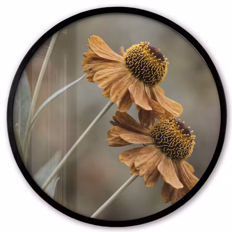 Zonnehoed - Droogbloemen - Geel - Warm Fotolijst rond zonder passe partout klein -3d