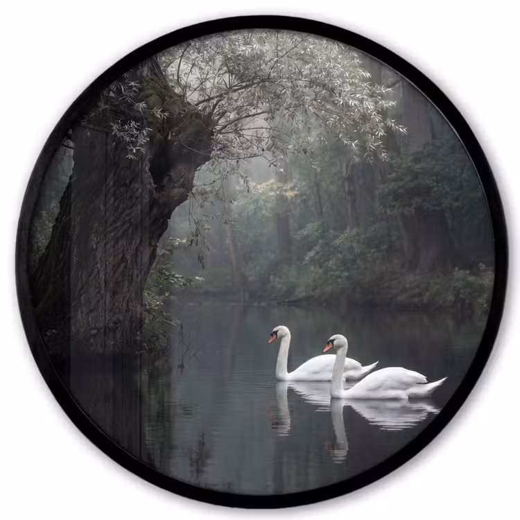 Zwanen - Rivier - Bos Fotolijst rond zonder passe partout klein -3d