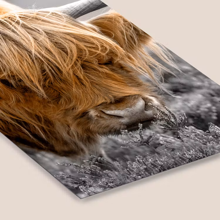 Schotse Hooglander - Dieren - Bruin - Koe - Zwart - Wit - Natuur fotolijst zwart zonder passe partout klein -zsfeer6