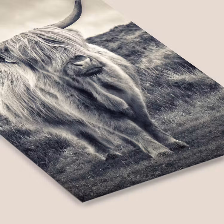 Schotse hooglander - Dieren - Wolken - Koe - Natuur fotolijst zwart zonder passe partout klein -zsfeer6