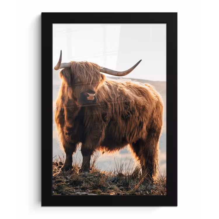 Schotse hooglander - Dieren - Landelijk - Landschap - Koe - Natuur fotolijst zwart zonder passe partout klein -3d