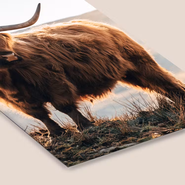Schotse hooglander - Dieren - Landelijk - Landschap - Koe - Natuur fotolijst zwart zonder passe partout klein -zsfeer6
