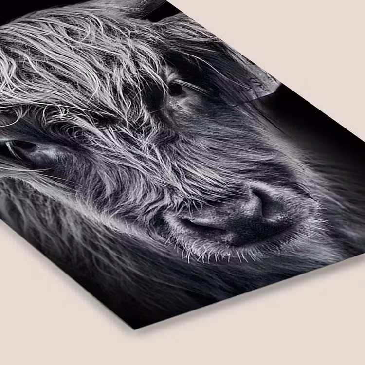 Schotse hooglander - Zwart - Koe - Dieren fotolijst zwart zonder passe partout klein -zsfeer6