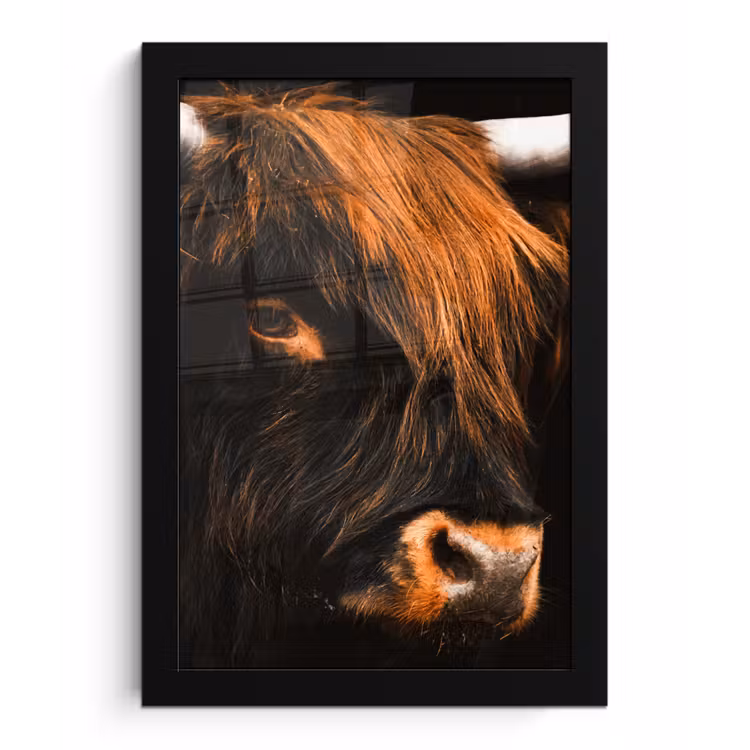 Schotse hooglander - Zwart - Koe - Hoorn - Dieren fotolijst zwart zonder passe partout klein -3d