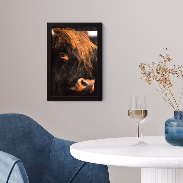 Schotse hooglander - Zwart - Koe - Hoorn - Dieren fotolijst zwart zonder passe partout klein -sfeer4