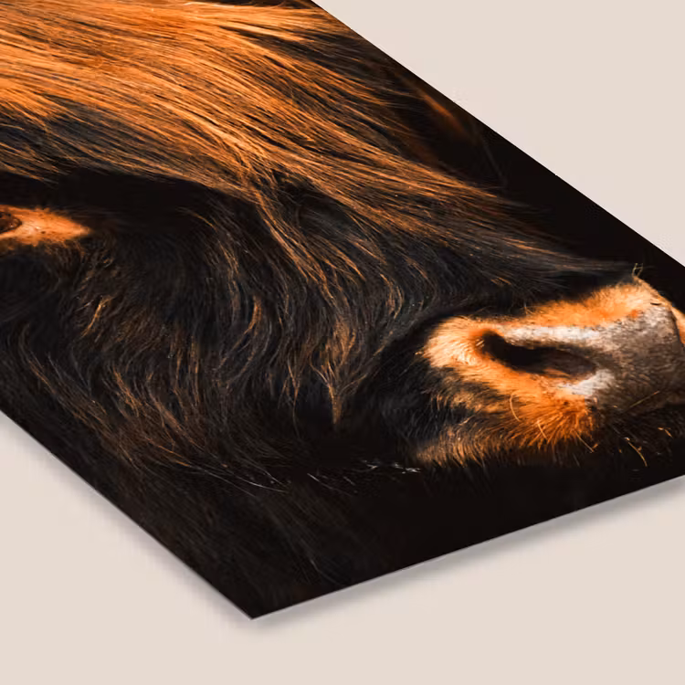 Schotse hooglander - Zwart - Koe - Hoorn - Dieren fotolijst zwart zonder passe partout klein -zsfeer6