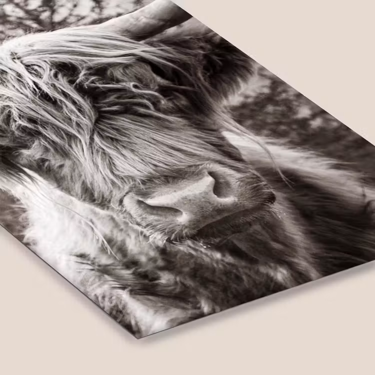 Schotse hooglander - Koe - Dieren - Zwart - Wit fotolijst zwart zonder passe partout klein -zsfeer6