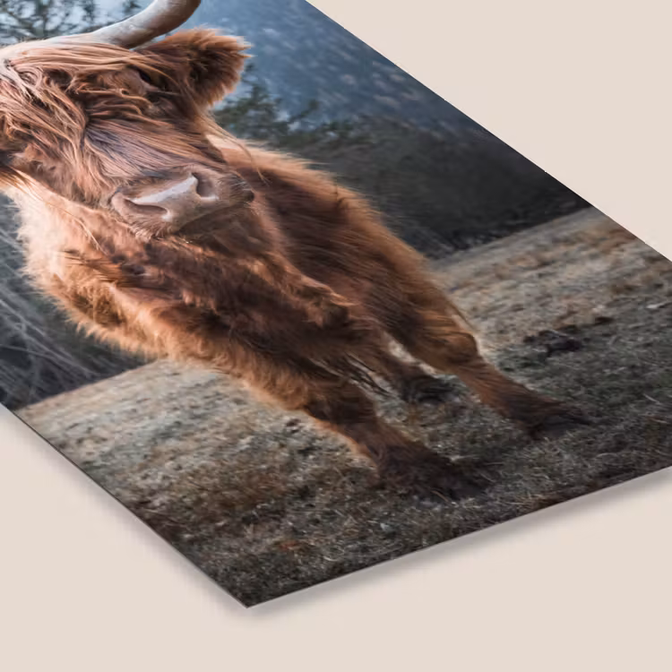 Schotse hooglander - Koe - Dieren - Berg - Natuur fotolijst zwart zonder passe partout klein -zsfeer6