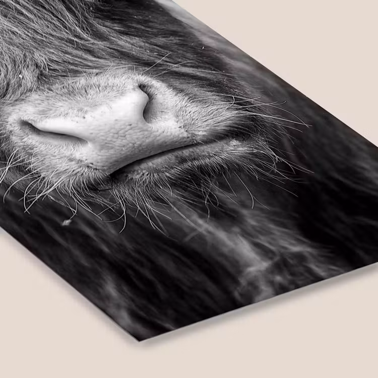 Schotse hooglander - Koe - Zwart - Wit - Dieren fotolijst zwart zonder passe partout klein -zsfeer6