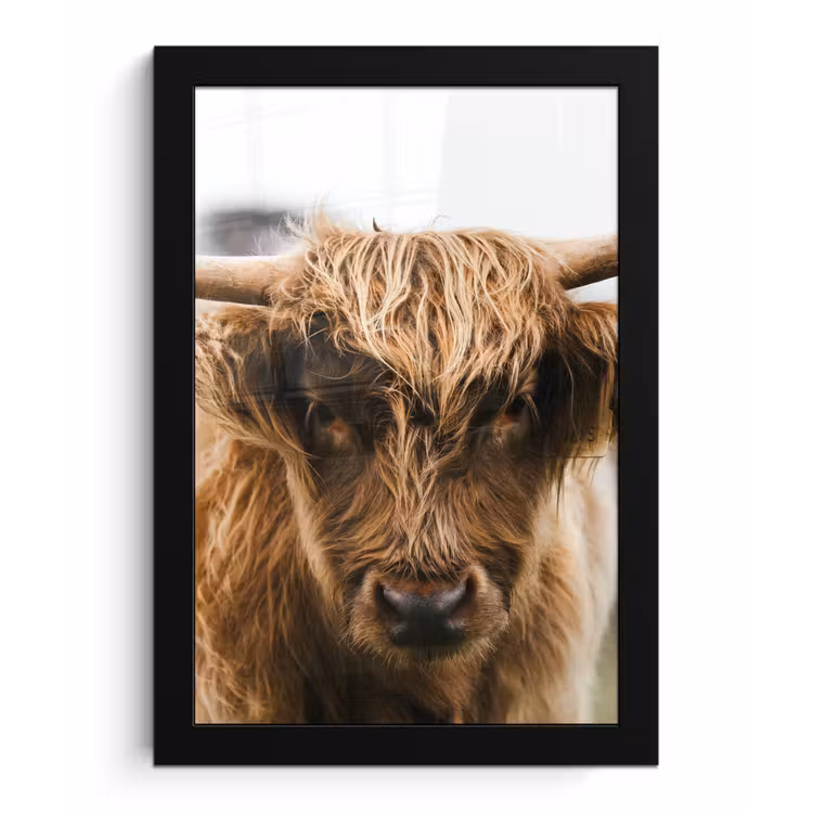 Schotse Hooglander -  Koe - Gras - Dieren - Natuur fotolijst zwart zonder passe partout klein -3d