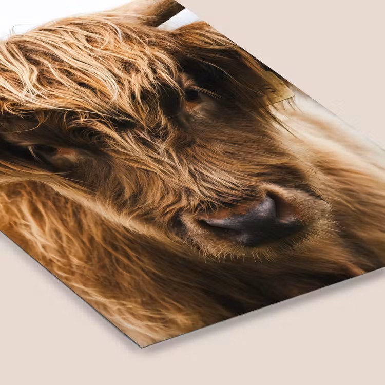 Schotse Hooglander -  Koe - Gras - Dieren - Natuur fotolijst zwart zonder passe partout klein -zsfeer6