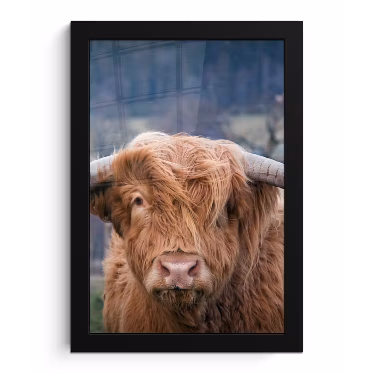 Schotse Hooglander - Koeienkop - Landschap - Natuur - Koe fotolijst zwart zonder passe partout klein -3d