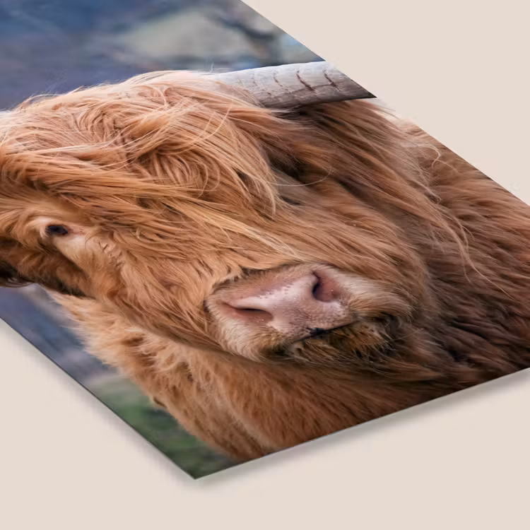 Schotse Hooglander - Koeienkop - Landschap - Natuur - Koe fotolijst zwart zonder passe partout klein -zsfeer6