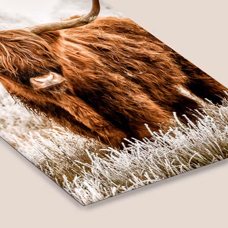 Schotse hooglander - Koe - Natuur - Winter fotolijst zwart zonder passe partout klein -zsfeer6