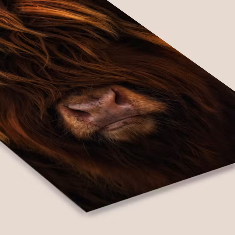 Schotse Hooglander - Koe - Portret - Dieren fotolijst zwart zonder passe partout klein -zsfeer6