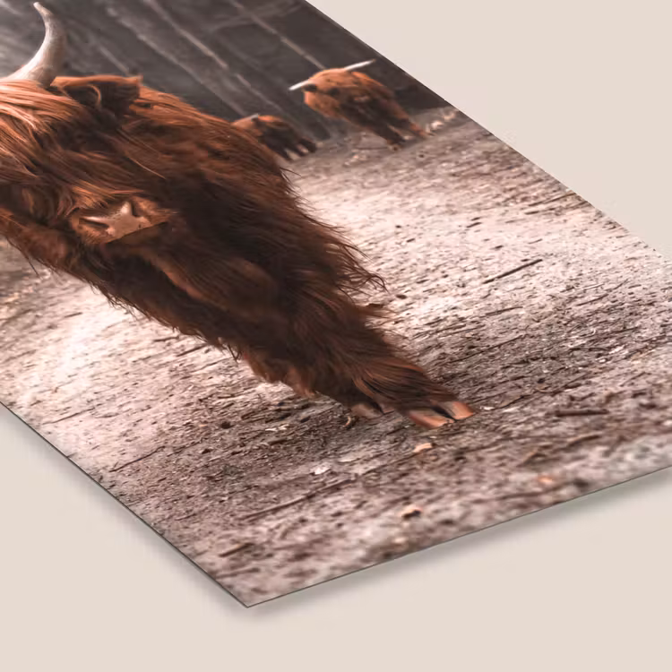 Schotse hooglander - Bos - Koe - Dieren - Natuur fotolijst zwart zonder passe partout klein -zsfeer6