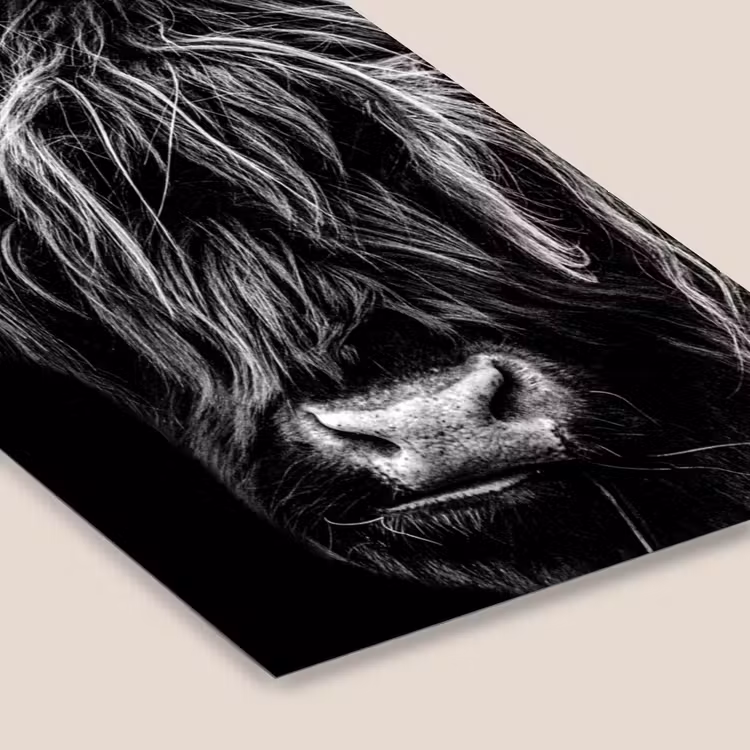 Schotse hooglander - Goud - Vacht - Dieren - Koe fotolijst zwart zonder passe partout klein -zsfeer6
