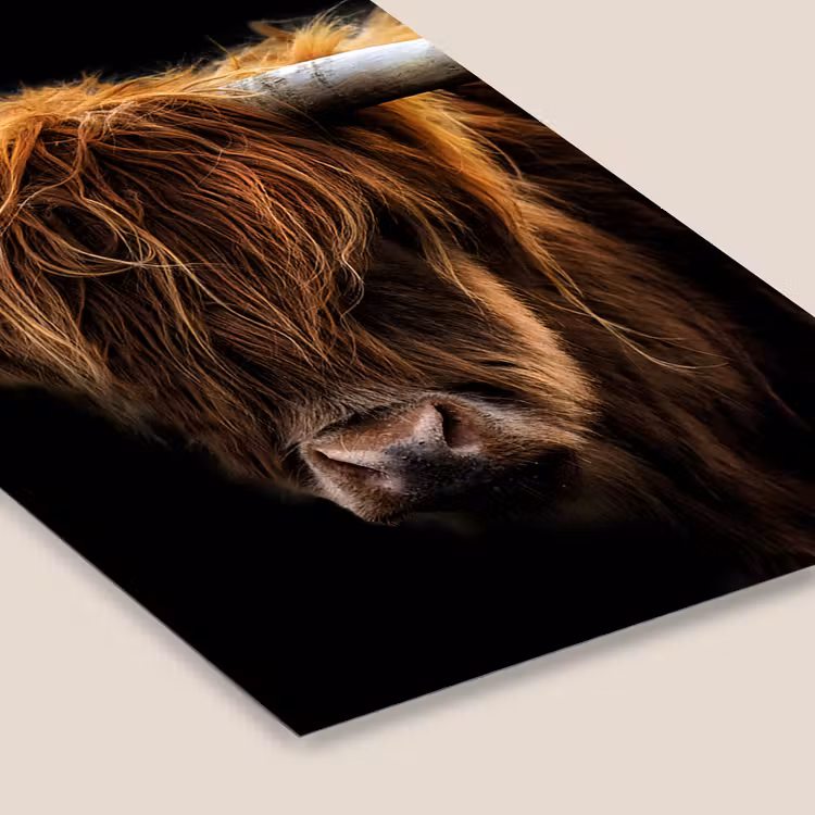 Schotse Hooglander - Horens - Zwart - Dieren - Natuur - Wild - Koe fotolijst zwart zonder passe partout klein -zsfeer6