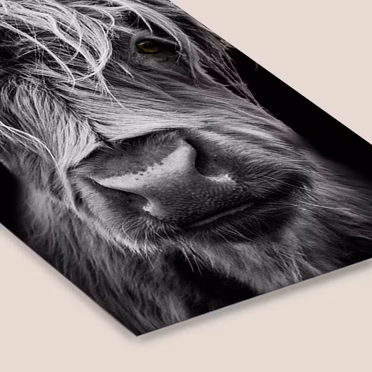 Schotse Hooglander - Horens - Zwart - Wit - Koe - Wild - Dieren fotolijst zwart zonder passe partout klein -zsfeer6