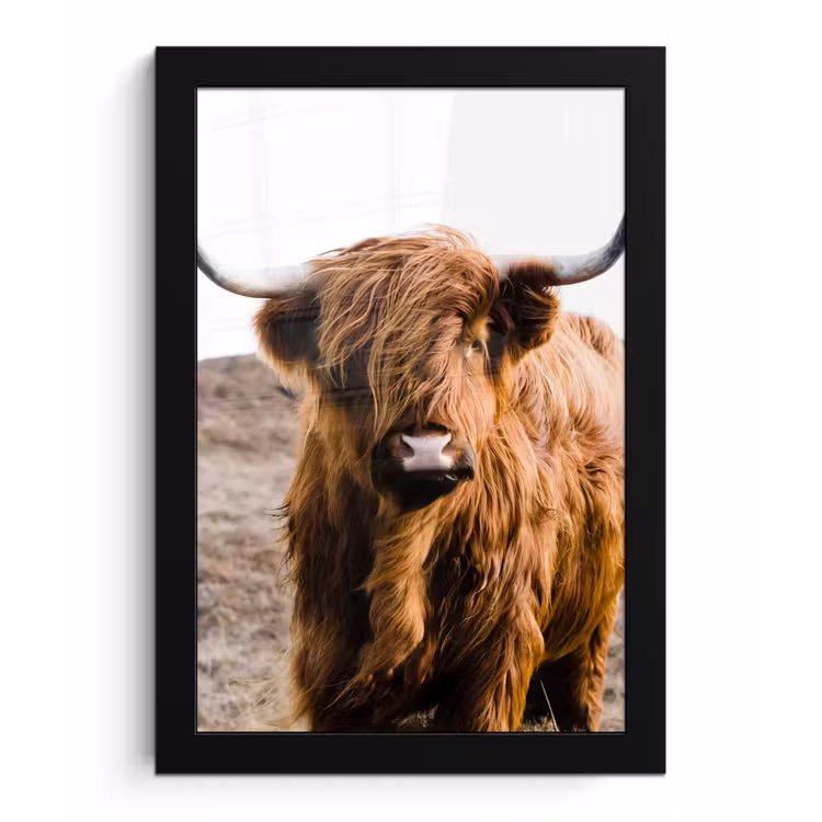 Schotse hooglander - Landschap - Koe - Bruin - Dieren - Natuur fotolijst zwart zonder passe partout klein -3d