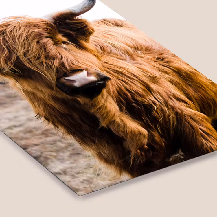 Schotse hooglander - Landschap - Koe - Bruin - Dieren - Natuur fotolijst zwart zonder passe partout klein -zsfeer6
